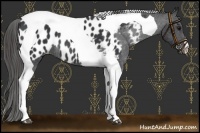 Horse Color:Black Tobiano Appaloosa