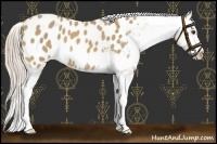 Horse Color:Palomino Sabino Appaloosa