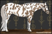 Horse Color:Chocolate Palomino Near Leopard 