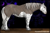 Horse Color:Grullo and Silver Black Splash