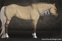 Horse Color:Silver Bay Dun 