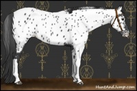 Horse Color:Black Near Leopard 