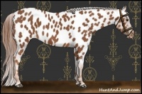 Horse Color:Chestnut Near Leopard 