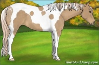 Horse Color:Palomino Roan Tobiano