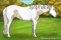 Horse Color:Palomino Roan Splash Tobiano 