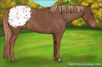 Horse Color:Red Roan Appaloosa 