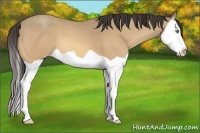 Horse Color:Amber Cream Champagne Splash