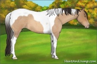 Horse Color:Amber Champagne Roan Tobiano
