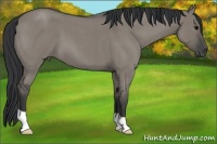 Horse Color:Grullo Roan 