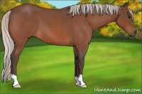 Horse Color:Silver Bay Roan