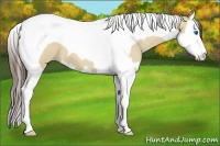 Horse Color:Classic Champagne Roan Dun Splash Tobiano 