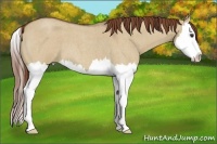 Horse Color:Red Dun Roan Splash