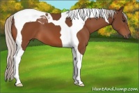 Horse Color:Silver Bay Tobiano