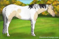 Horse Color:Amber Champagne Roan Dun Tobiano
