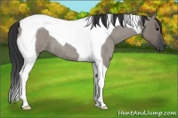 Horse Color:Grullo Roan Tobiano 