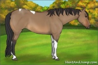 Horse Color:Bay Dun Tobiano