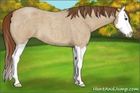 Horse Color:Red Dun Roan Splash 