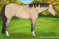 Horse Color:Amber Champagne Dun 