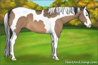 Horse Color:Bay Roan Dun Splash Tobiano 