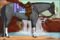 Horse Color:Blue Roan Splash