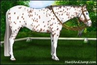 Horse Color:Bay Roan Splash Appaloosa 