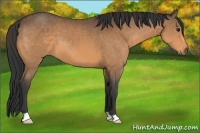 Horse Color:Buckskin 