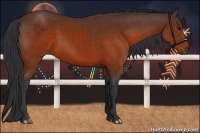 Horse Color:Brown 