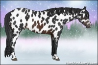 Horse Color:Brown Sabino Appaloosa 