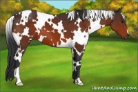 Horse Color:White Spotted Bay 