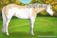 Horse Color:Silver Classic Champagne Dun Splash Frame 
