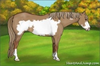 Horse Color:Red Dun Frame 