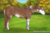Horse Color:Chestnut Sabino