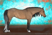 Horse Color:Bay Dun