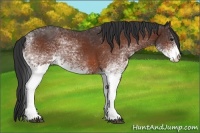 Horse Color:White Spotted Bay 