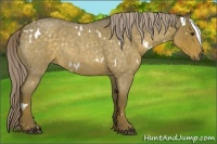 Horse Color:White Spotted Chocolate Palomino Roan Rabicano 