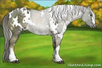 Horse Color:White Spotted Chocolate Palomino Rabicano 