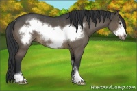Horse Color:Brown Roan Dun Sabino Frame Rabicano