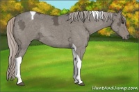 Horse Color:Silver Grullo Ice Roan Tobiano Rabicano