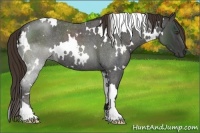 Horse Color:White Spotted Liver Red Roan 