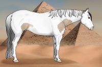 Horse Color:Buckskin Roan Dun Splash Tobiano Rabicano 