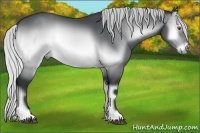 Horse Color:Silver Brown Chinchilla Onyx