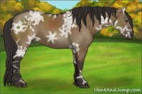Horse Color:Liver Red Dun Ice Rabicano 