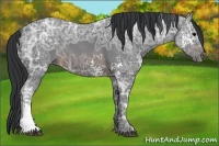 Horse Color:White Spotted Brown Ice Rabicano