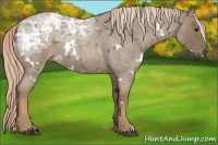 Horse Color:White Spotted Chocolate Palomino Ice Roan