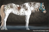 Horse Color:White Spotted Liver Chestnut