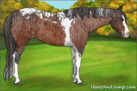 Horse Color:Brown Splash Tobiano Appaloosa  and Gray Brown Splash Tobiano Appaloosa 