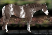 Horse Color:White Spotted Liver Chestnut 