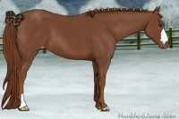 Horse Color:Chestnut Appaloosa 