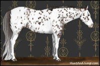 Horse Color:Bay Splash Tobiano Appaloosa  and Gray Bay Splash Tobiano Appaloosa 