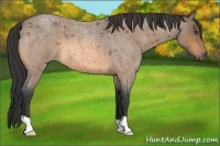 Horse Color:Unknown 